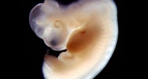 Embrión Humano